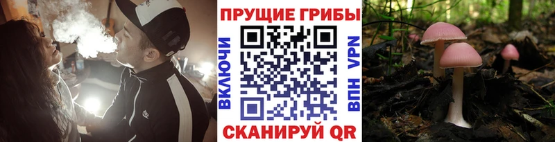 Галлюциногенные грибы прущие грибы  Купить где  Сосновый Бор 
